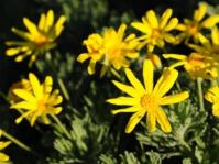 Euryops 'Silver Sunshine'