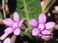 Raphionacme hirsuta 
