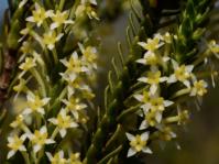 Struthiola striata 