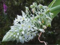 Albuca lebaensis inflorescence.