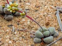 Crassula obovata var. dregeana 