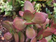 Crassula cultrata 
