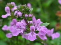 Stachys aethiopica 