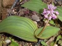 Ledebouria sandersonii 