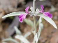 Stachys rugosa (Adam Harrower)