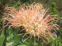 Leucospermum gueinzii 