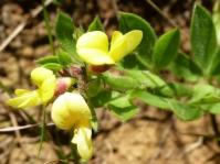 Rhynchosia adenodes (Christeen Grant)
