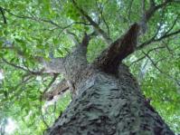 Heywoodia lucens, looking up the trunk into the canopy. (Geoff Nichols)