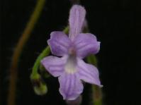 Streptocarpus confusus (Cherise Viljoen)
