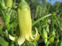 Cotyledon xanthantha 