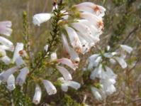 Erica glandulosa subsp. breviflora 
