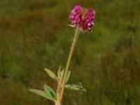 Trifolium africanum (Mervyn Lotter)