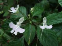 Impatiens hochstetteri subsp. hochstetteri
