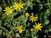 Othonna perfoliata (John Manning)