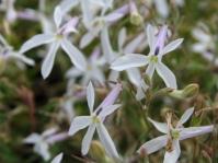 Lobelia pubescens 