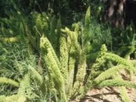 Asparagus densiflorus ‘Meyersii’ growing in Kirstenbosch.