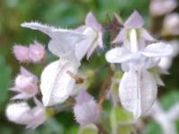 Plectranthus lucidus 