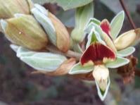 Rhynchosia hirta 