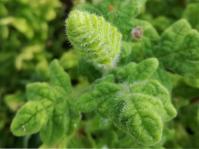 Coleus venteri 
