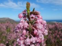Erica irregularis, Grootbos Private Nature Reserve.