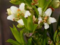 Diosma aristata (A.L. Schutte-Vlok)