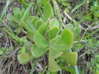 Cotyledon egglii