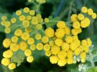 Schistostephium rotundifolium 