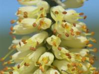 Kniphofia acraea 