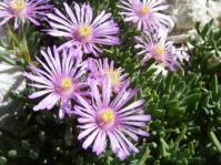 Lampranthus tegens 