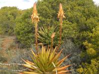 Aloe lineata var. muirii 