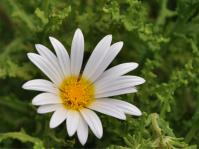 Arctotis aspera 