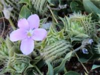 Barleria lichtensteiniana 