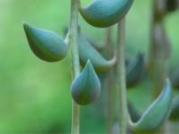 Curio radicans 