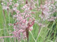 Melinis repens 