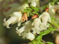 Erica lutea 