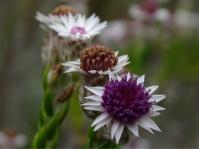 Lachnospermum imbricatum 