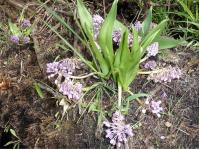 Ledebouria cooperi 