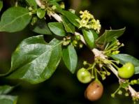 Canthium spinosum (Geoff Nichols)