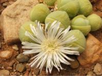 Gibbaeum heathii 
