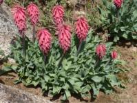 Veltheimia capensis