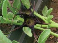 Brachystelma foetidum