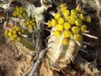 Euphorbia nesemannii (Werner Voigt)