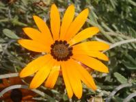 Arctotis angustifolia