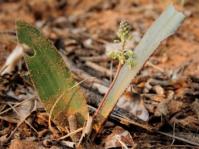 Ledebouria viscosa (Connal Oosterbroek)