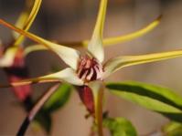 Strophanthus amboensis