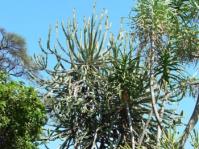Euphorbia triangularis 