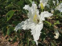 Bauhinia petersiana subsp. macrantha 