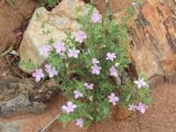 Barleria rigida var. rigida