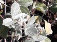 Rhynchosia albissima 