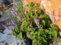 Coleus tenuicaulis 